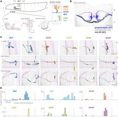 Distinctive features of the central synaptic organization of Drosophila larval proprioceptors